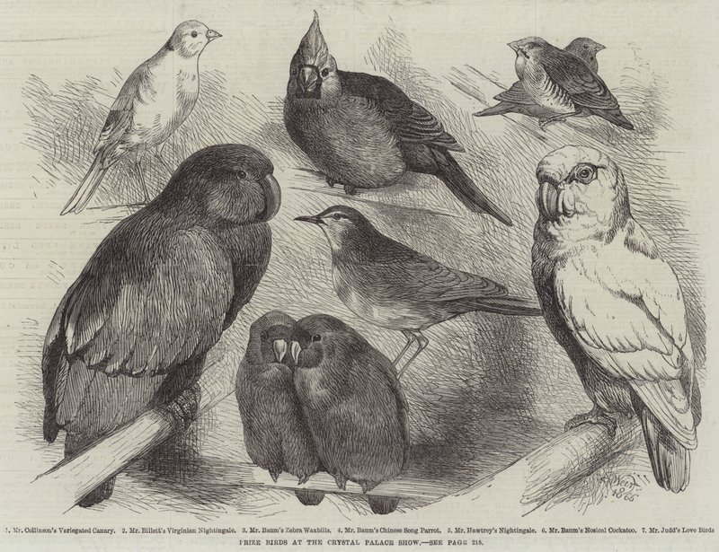 Præmiefugle på Crystal Palace-showet af Harrison William Weir