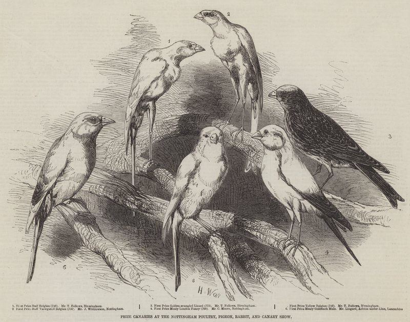 Præmie Kanariefugle ved Nottingham fjerkræ-, due-, kanin- og kanarieudstilling af Harrison William Weir