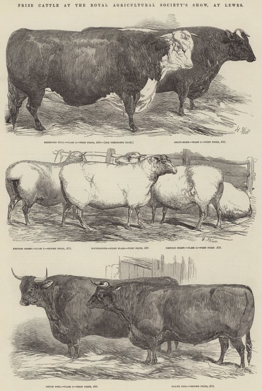 Præmiekvæg ved Royal Agricultural Society