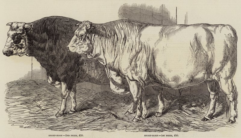 Præmiekvæg ved Royal Agricultural Society