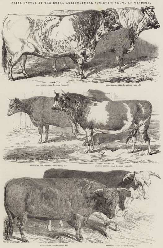 Præmiekvæg ved Royal Agricultural Society