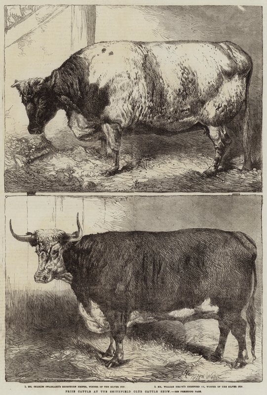 Præmiekvæg ved Smithfield Club Cattle Show af Harrison William Weir