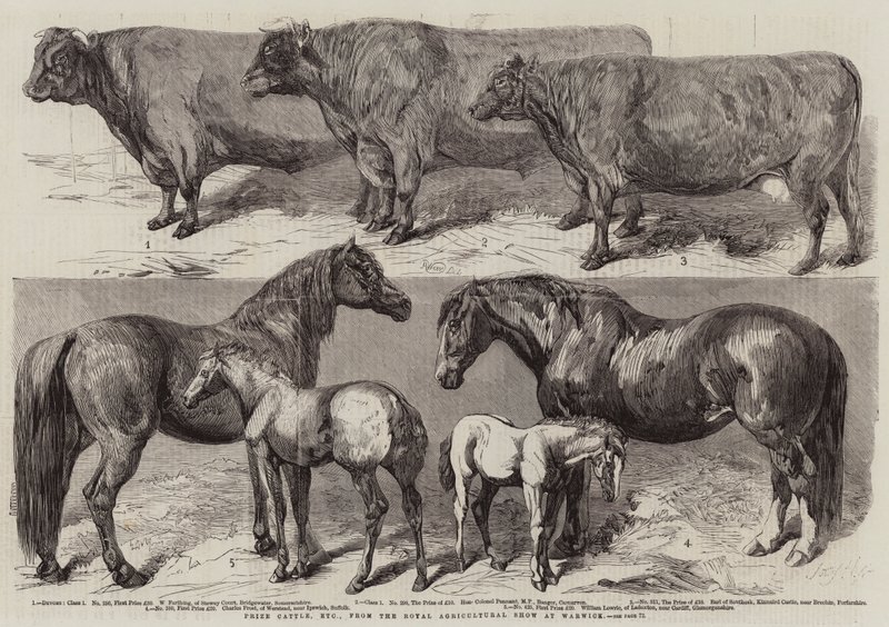 Præmiekvæg osv. fra Royal Agricultural Show i Warwick af Harrison William Weir