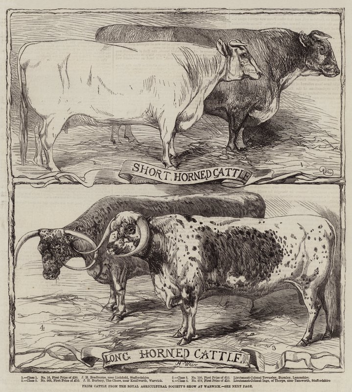 Præmiekvæg fra Royal Agricultural Society