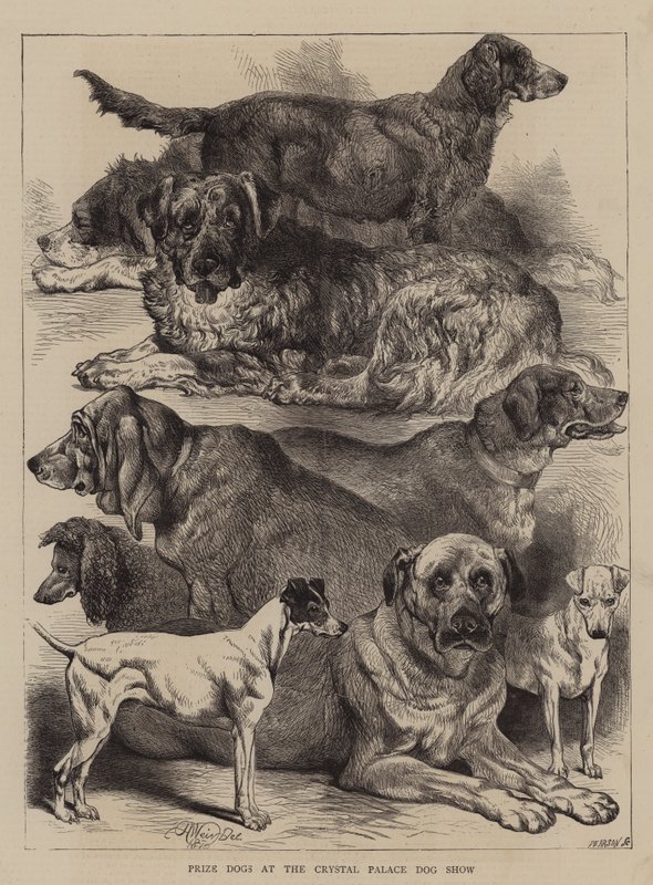 Præmiehunde ved Crystal Palace Hundeudstilling af Harrison William Weir