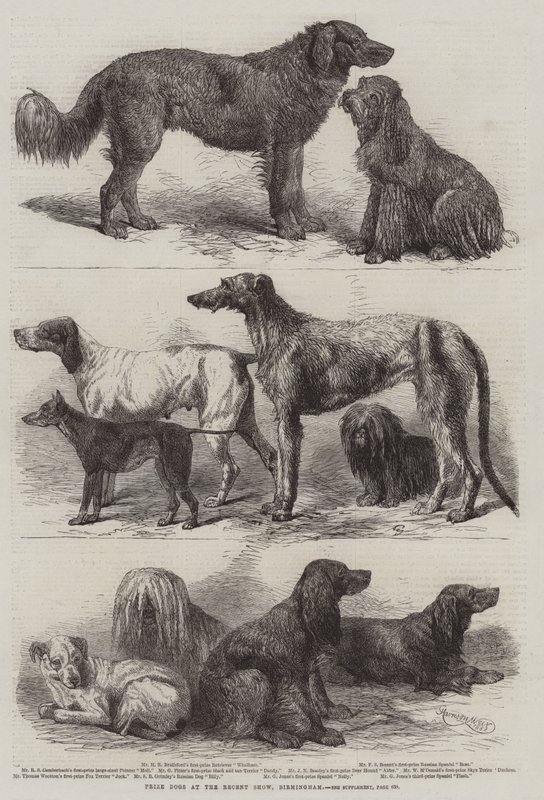 Præmiehunde ved det seneste udstilling, Birmingham af Harrison William Weir