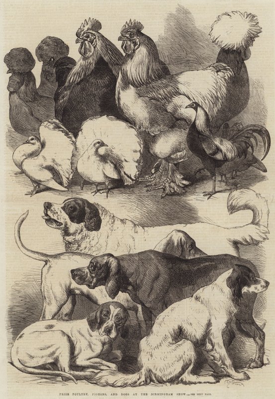 Præmie fjerkræ, duer og hunde på Birmingham Show af Harrison William Weir