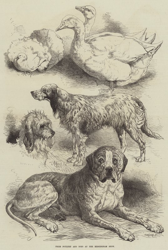 Præmie fjerkræ og hunde på Birmingham Show af Harrison William Weir
