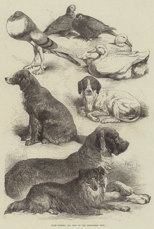 Præmie fjerkræ og hunde på Birmingham Show af Harrison William Weir