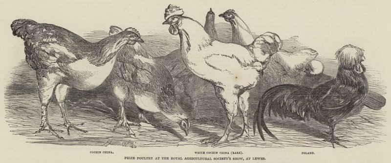 Præmiefjerkræ ved Royal Agricultural Society