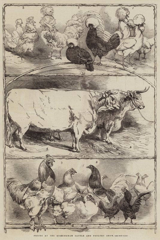Præmier på Birmingham Cattle and Poultry Show af Harrison William Weir