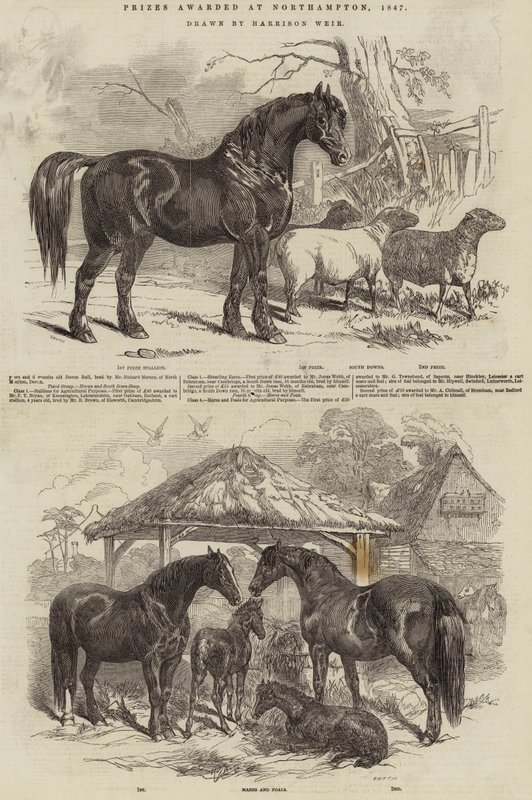 Priser uddelt i Northampton, 1847 af Harrison William Weir