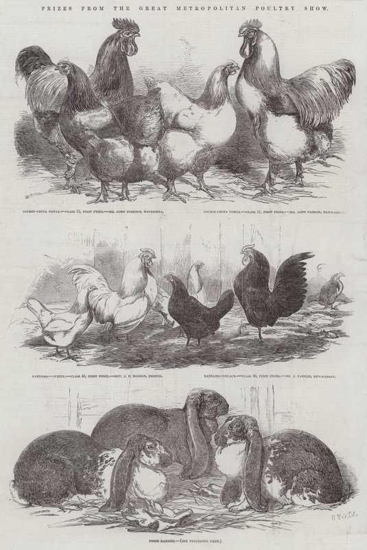 Præmier fra Great Metropolitan Poultry Show af Harrison William Weir