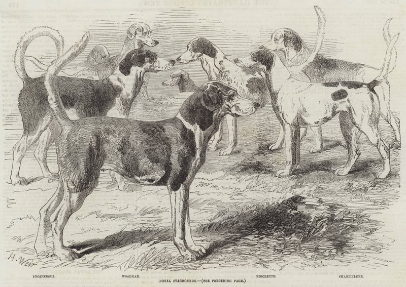 Kongelige Hjortehunde af Harrison William Weir