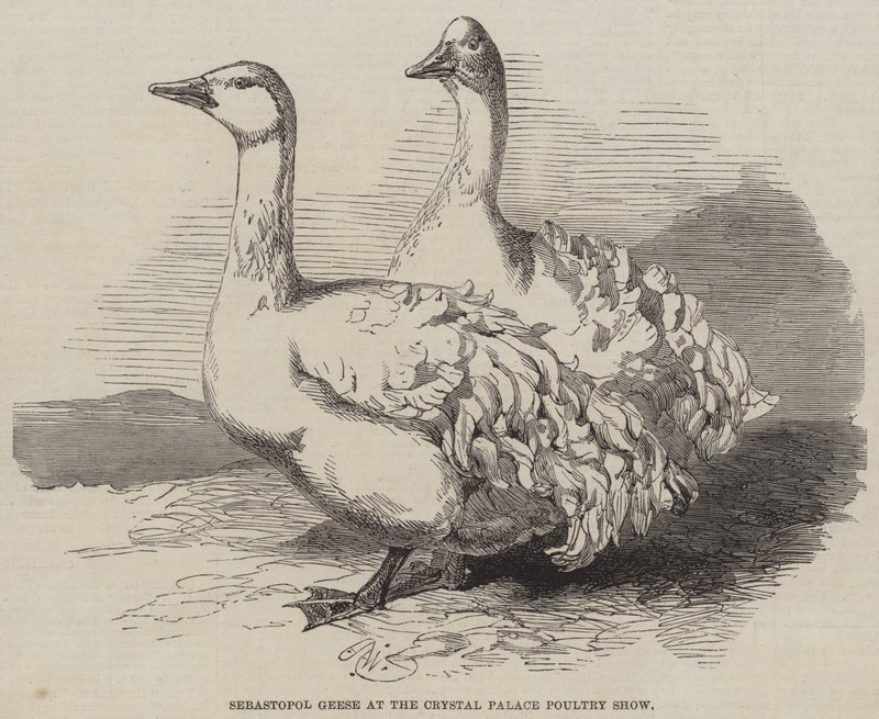 Sebastopol-gæs ved Crystal Palace fjerkræudstilling af Harrison William Weir