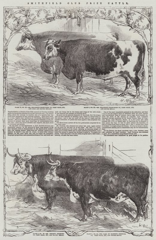 Smithfield Club Prize Kvæg af Harrison William Weir