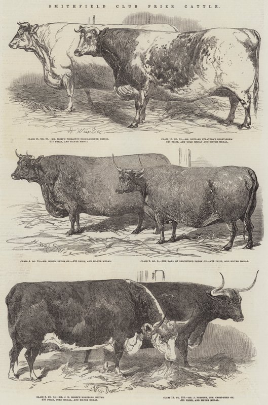 Smithfield Club Prize Kvæg af Harrison William Weir