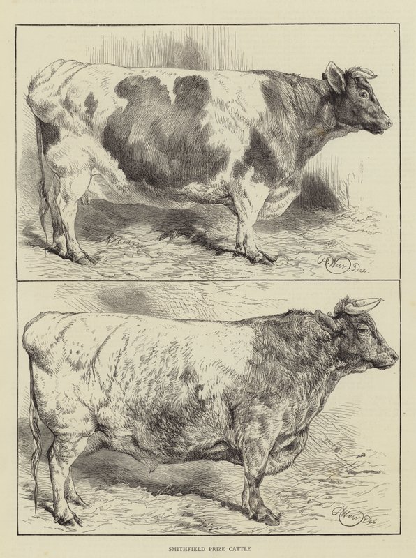 Smithfield Prize-kvæg af Harrison William Weir