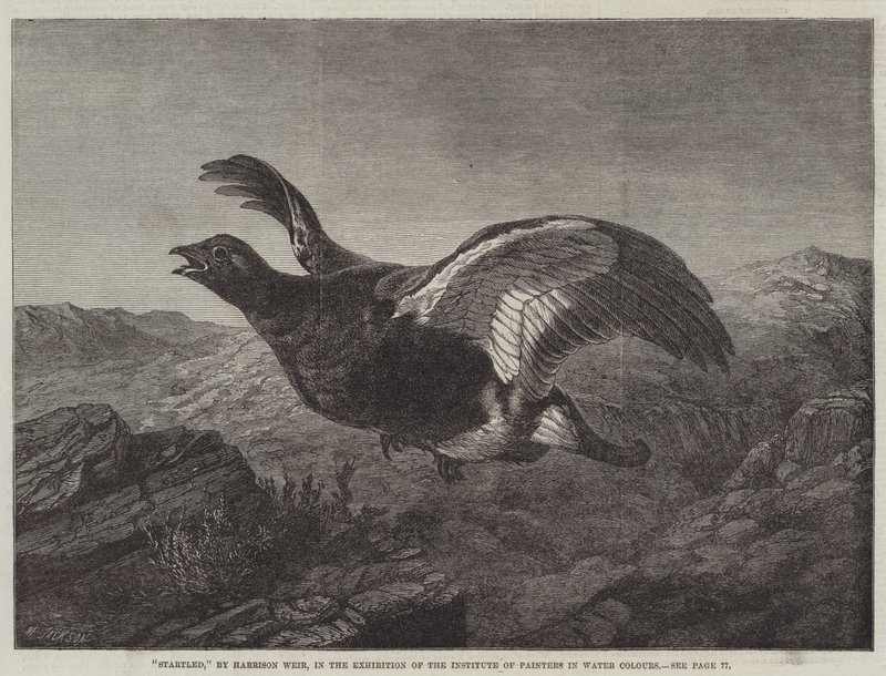 Forskrækket af Harrison William Weir