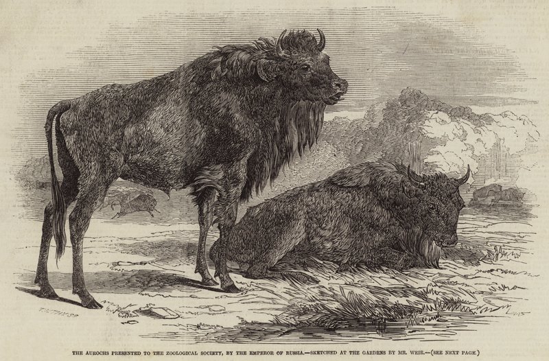 Urokserne præsenteret for Zoologisk Selskab af Ruslands kejser af Harrison William Weir