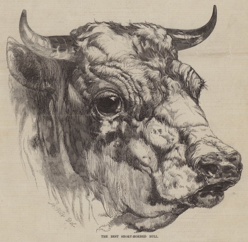 Den bedste korthornede tyr af Harrison William Weir