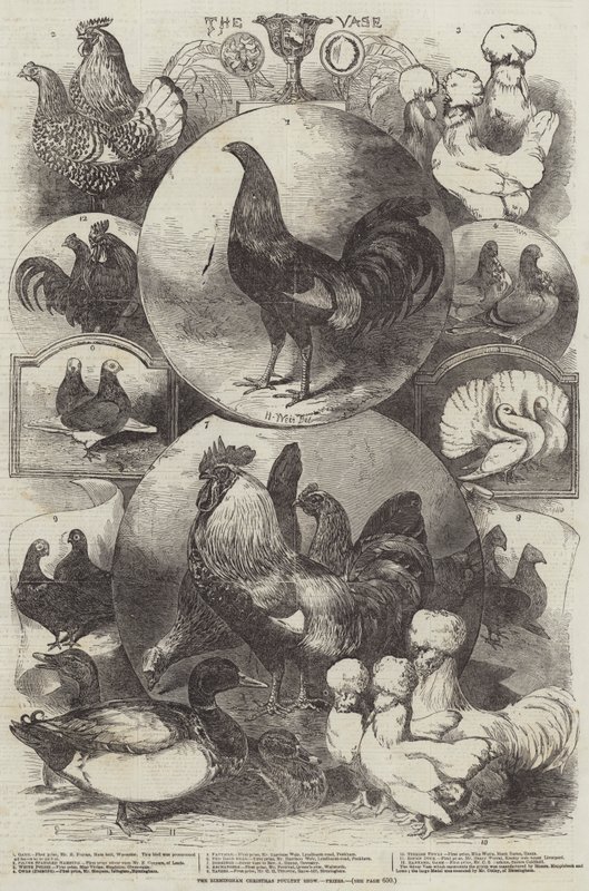 The Birmingham Christmas Poultry Show, priser af Harrison William Weir