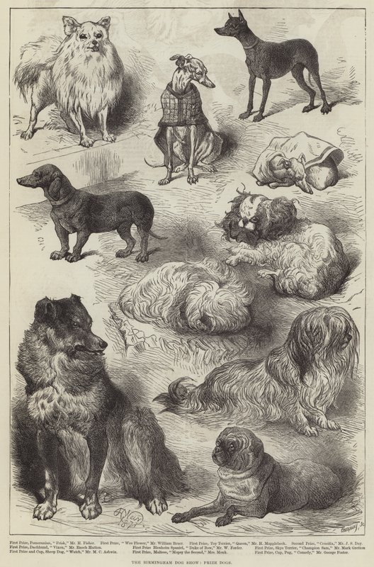 Birmingham Dog Show, præmiehunde af Harrison William Weir