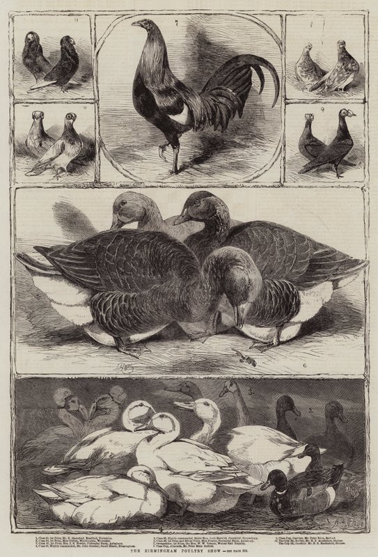 Birmingham fjerkræudstilling af Harrison William Weir