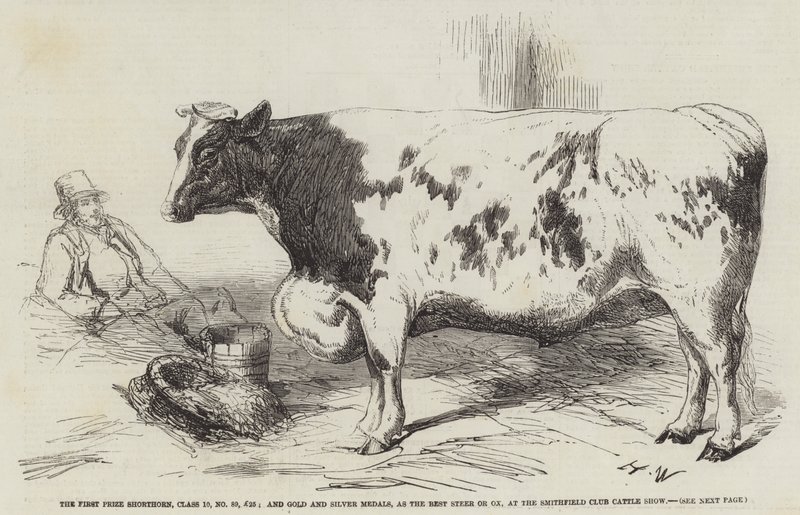 Førstepræmien for Shorthorn, klasse 10, nr. 89, £25, samt guld- og sølvmedaljer for bedste okse eller okse på Smithfield Club Cattle Show af Harrison William Weir
