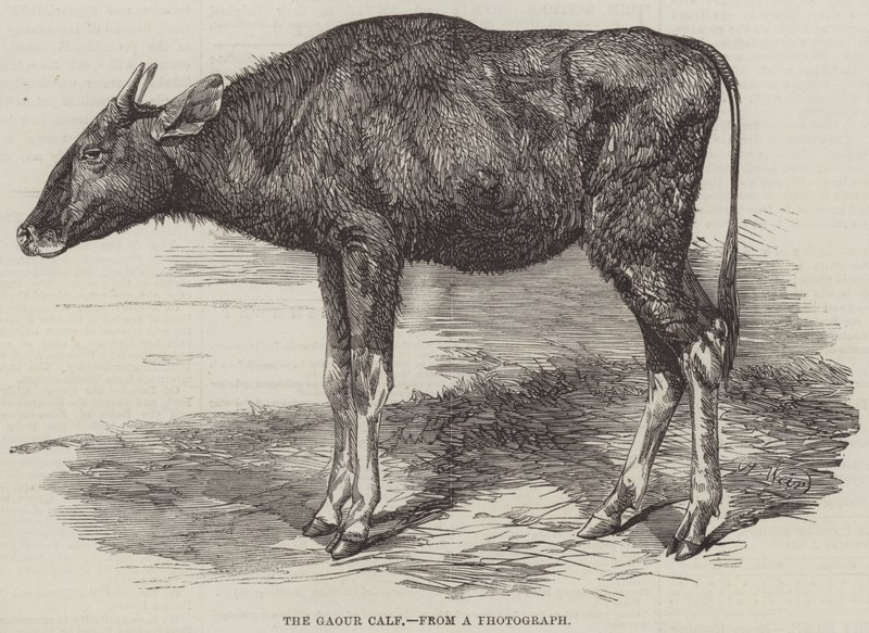 Gaour-kalven af Harrison William Weir