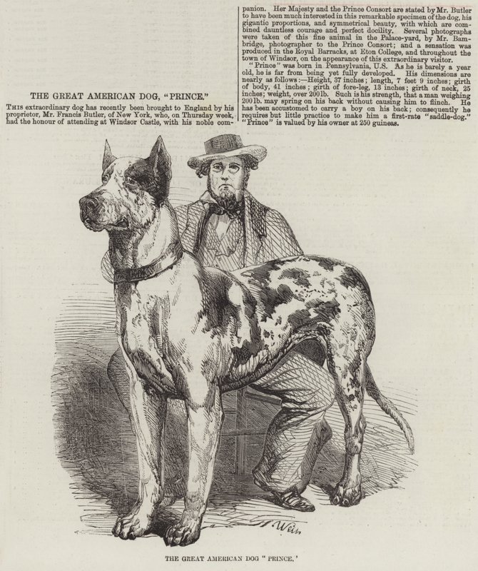 Den store amerikanske hundeprins af Harrison William Weir