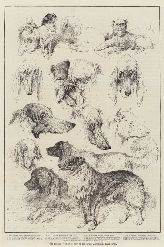 Kennelklubbens hundeudstilling på Royal Aquarium, Prize Dogs af Harrison William Weir