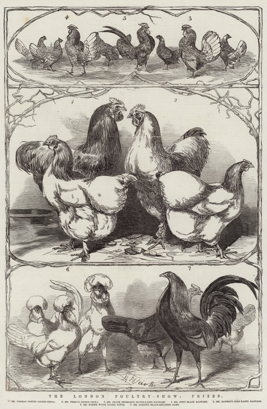 London Poultry-Show, priser af Harrison William Weir