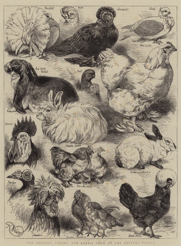 Fjerkræ-, due- og kaninudstillingen i Crystal Palace af Harrison William Weir