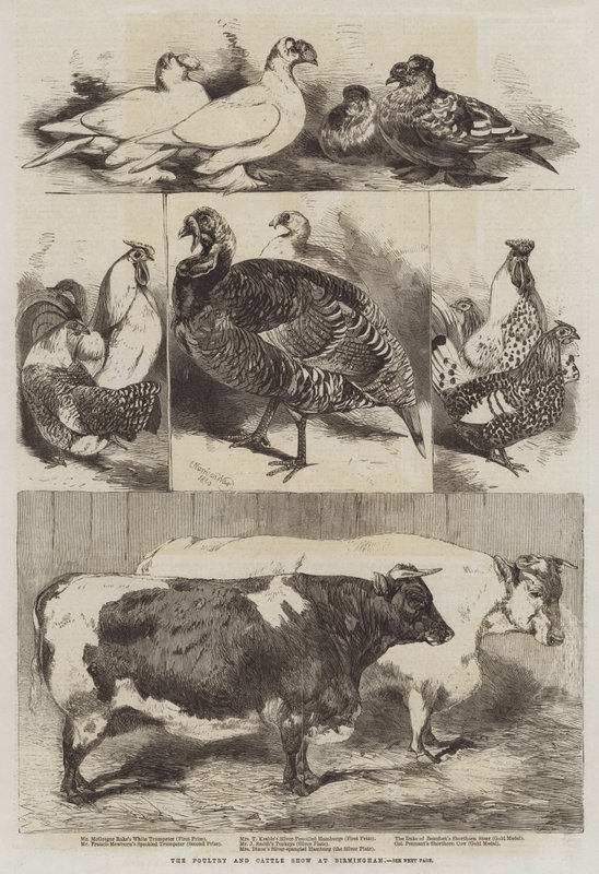 Fjerkræ- og kvægudstillingen i Birmingham af Harrison William Weir