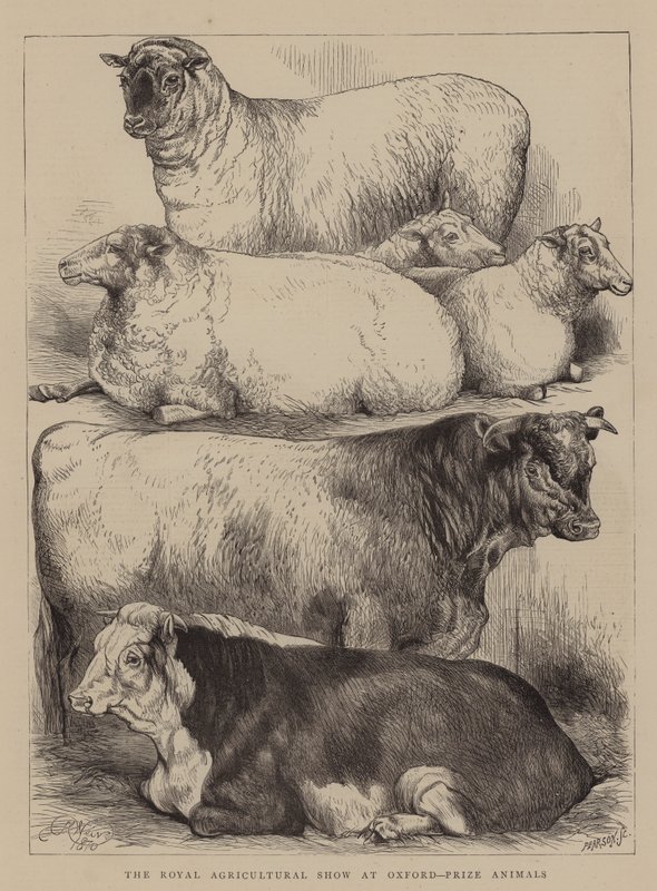 The Royal Agricultural Show i Oxford, Prize Animals af Harrison William Weir