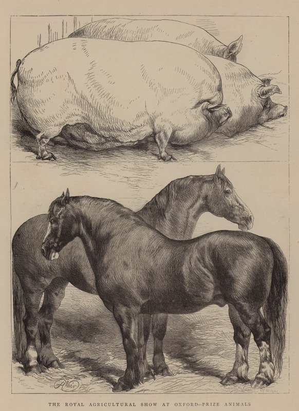 The Royal Agricultural Show i Oxford, Prize Animals af Harrison William Weir