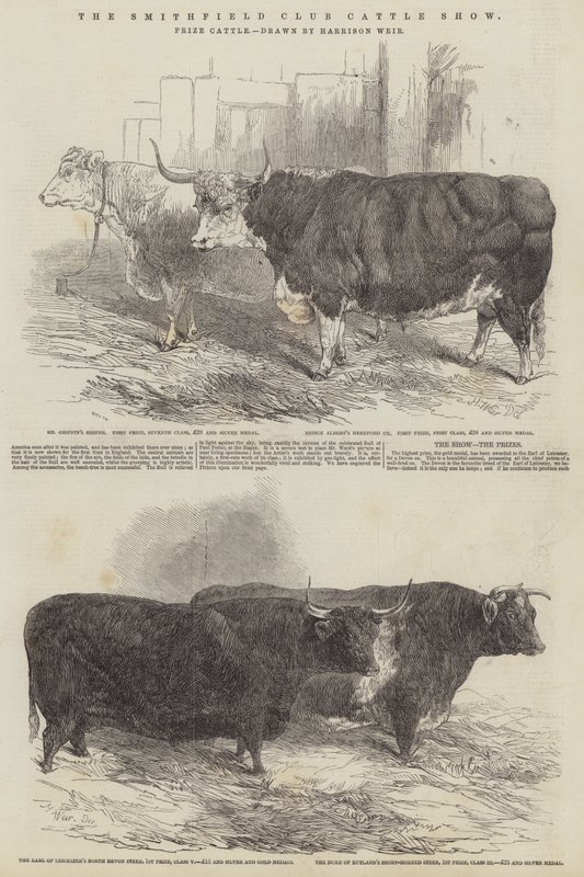 The Smithfield Club Cattle Show, præmiekvæg af Harrison William Weir
