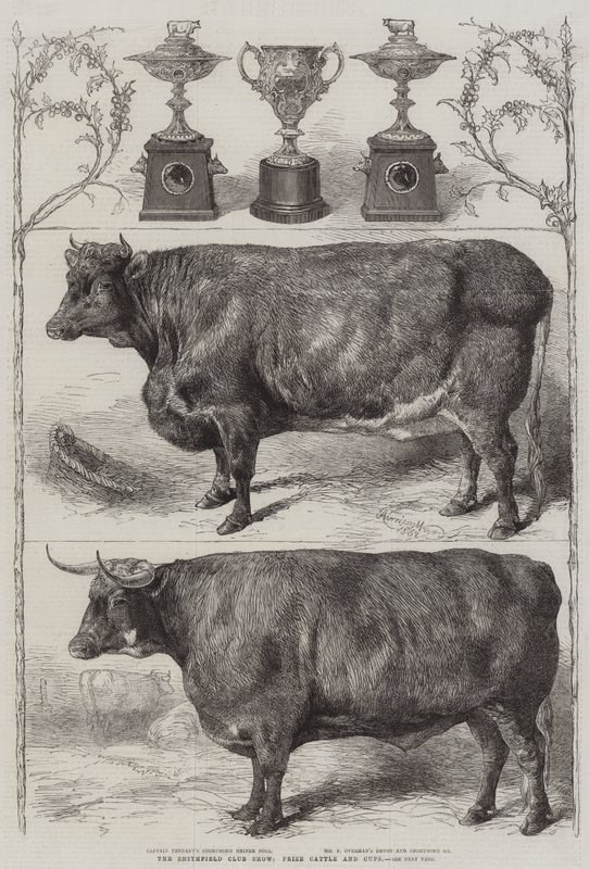 Smithfield Club Cattle Show, præmiekvæg og pokaler af Harrison William Weir