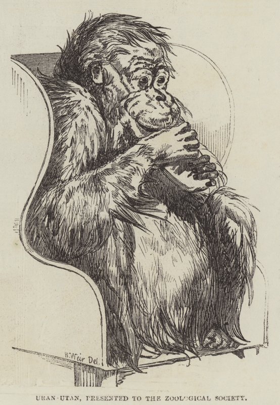 Uran-Utan, præsenteret for Zoological Society af Harrison William Weir