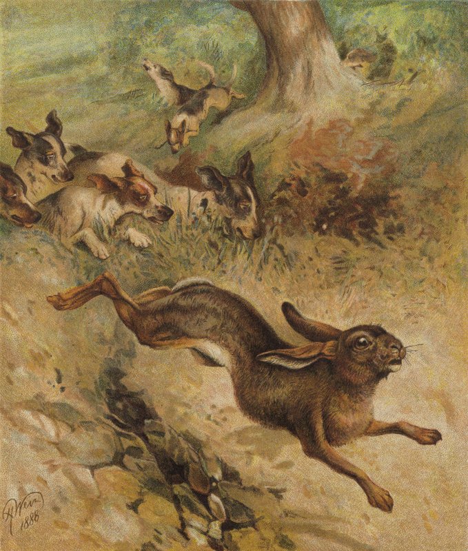 Et løb for livet (chromolitho) af Harrison William Weir