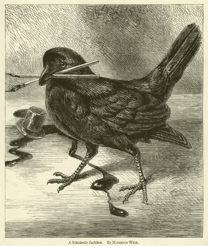 En skolastisk jackdaw af Harrison William Weir