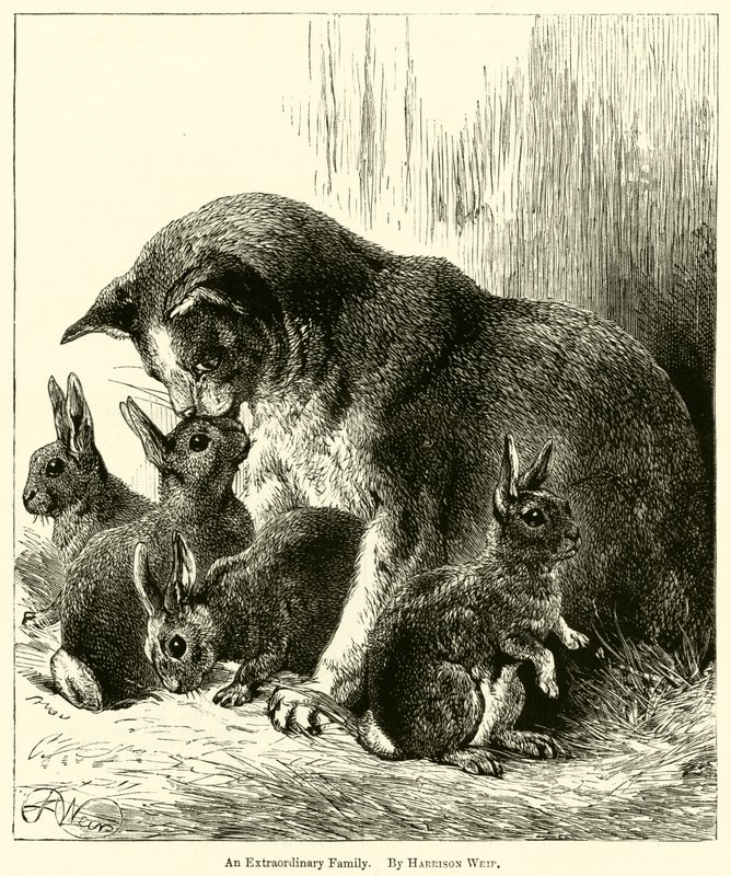 En ekstraordinær familie af Harrison William Weir