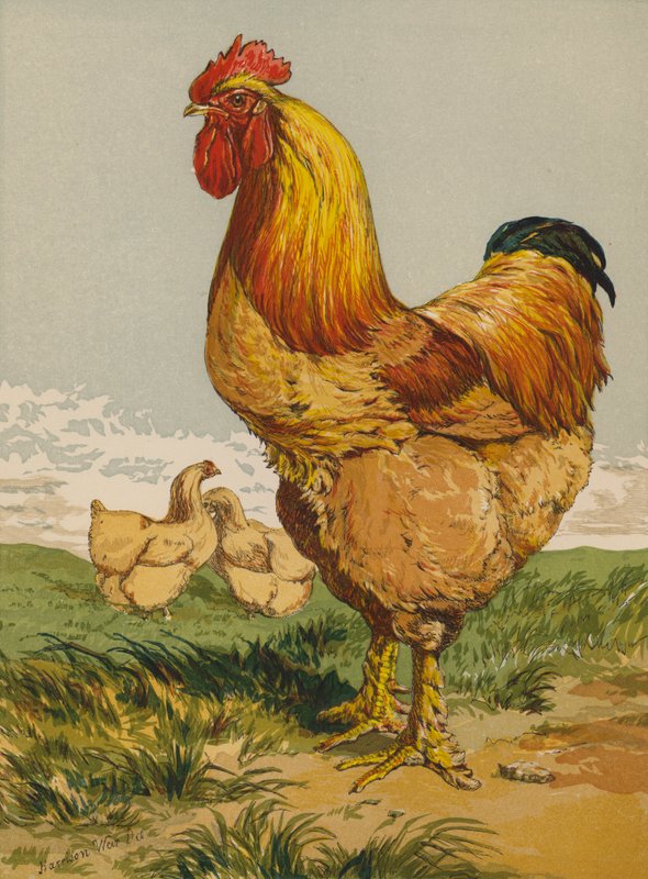 Buff Cochin Cock (chromolitho) af Harrison William Weir