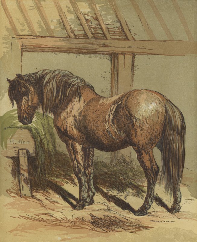 Charlie, hesten af Harrison William Weir