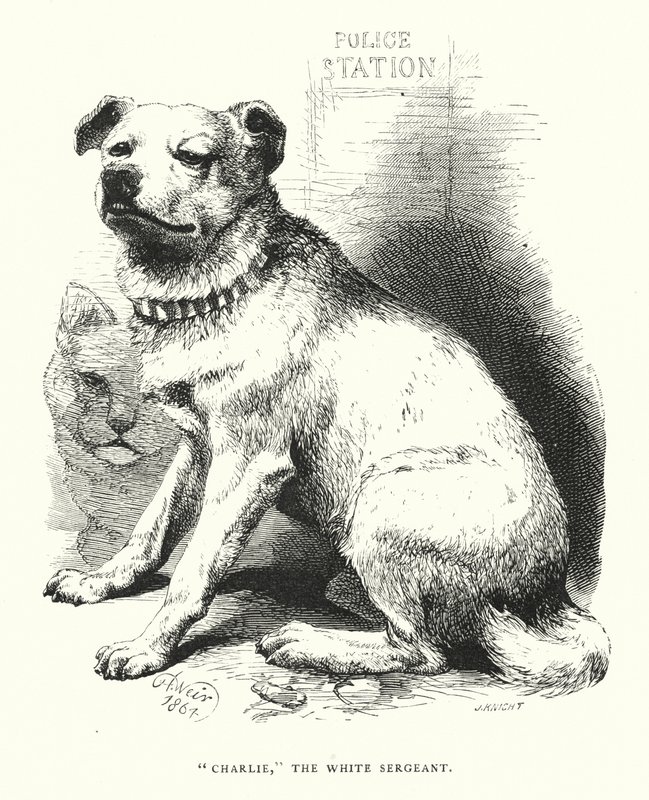 "Charlie," den hvide sergent (gravering) af Harrison William Weir