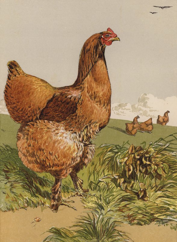 Kanel Cochin Høne (chromolitho) af Harrison William Weir