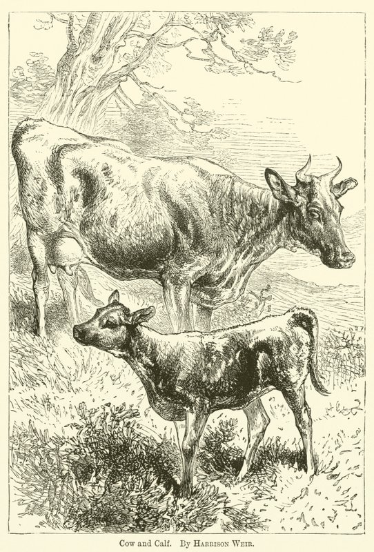 Ko og kalv af Harrison William Weir