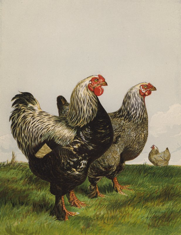 Mørke Brahmas (chromolitho) af Harrison William Weir