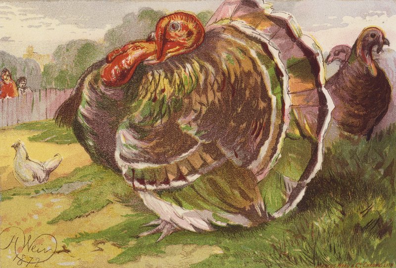 Rasende kalkunhane (farvelitografi) af Harrison William Weir
